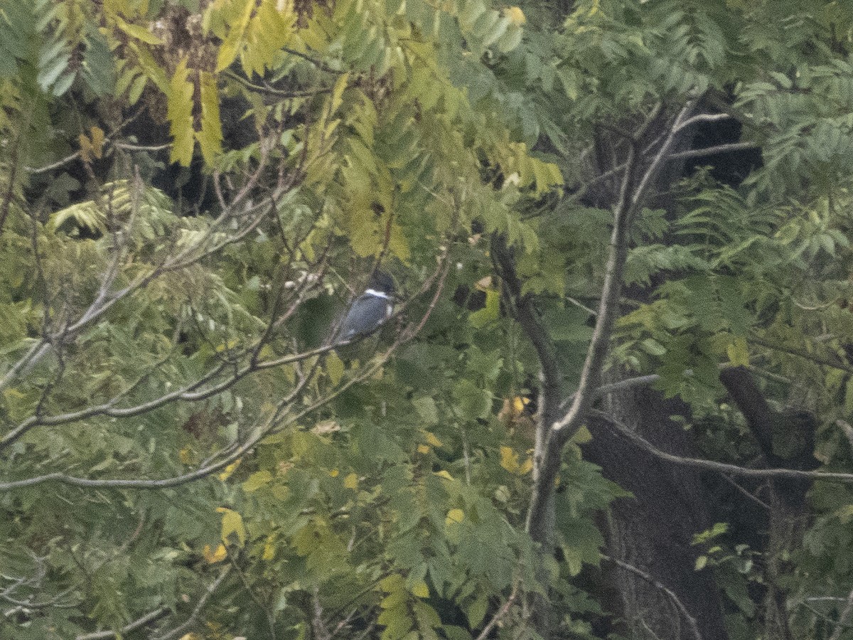 Belted Kingfisher - ML273060421