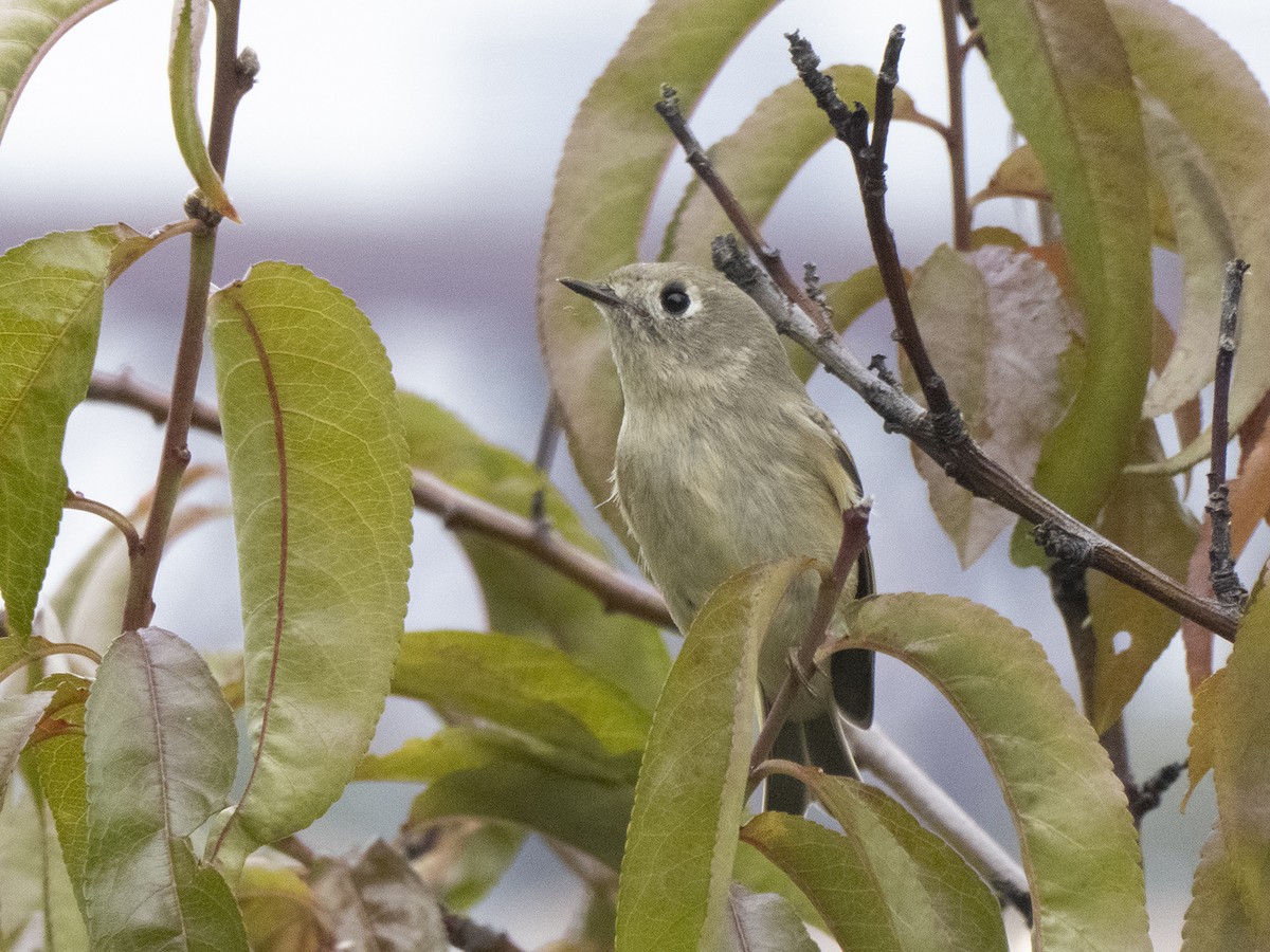 Ruby-crowned Kinglet - ML273060531