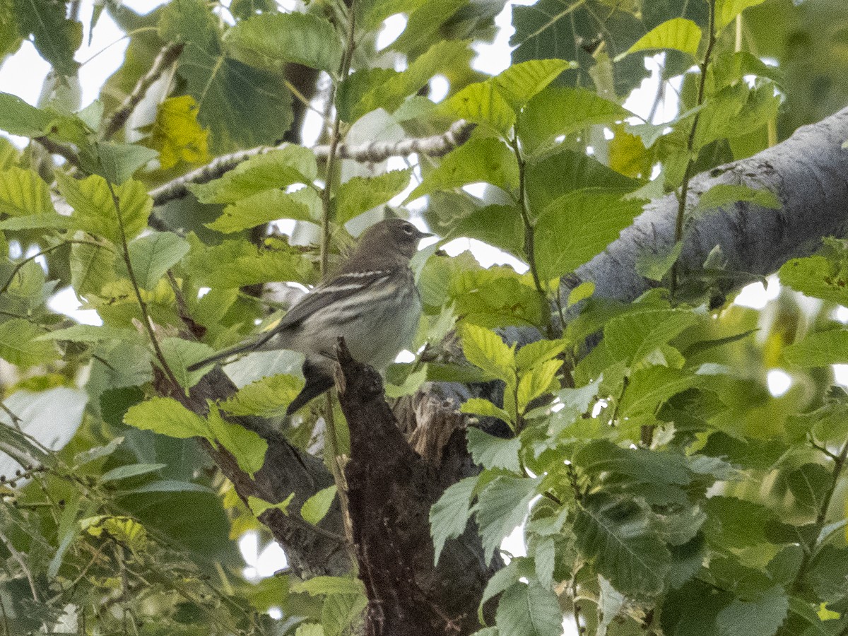 Yellow-rumped Warbler - ML273060581