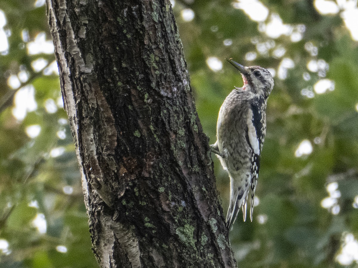 Yellow-bellied Sapsucker - ML273061341