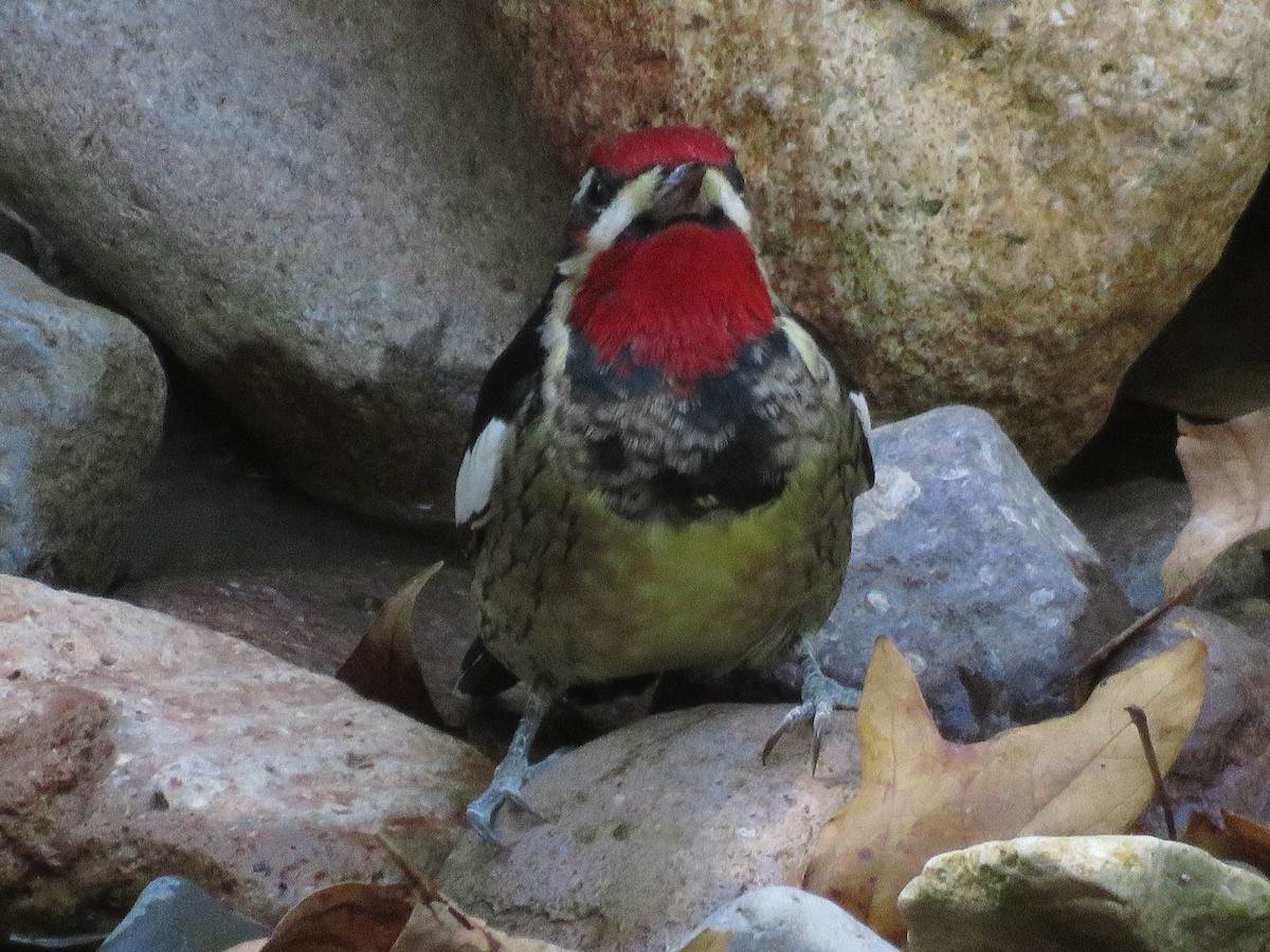 Red-naped Sapsucker - ML273062191