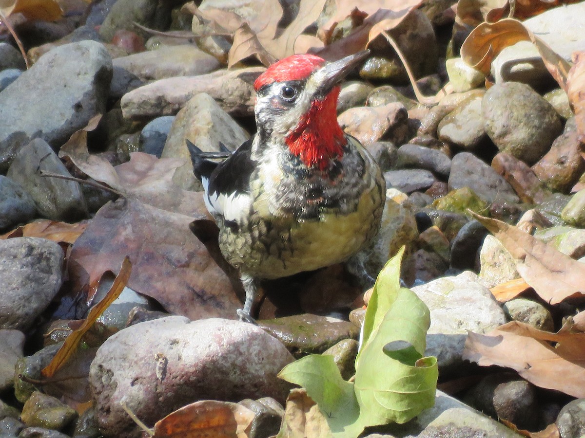 Red-naped Sapsucker - ML273062681