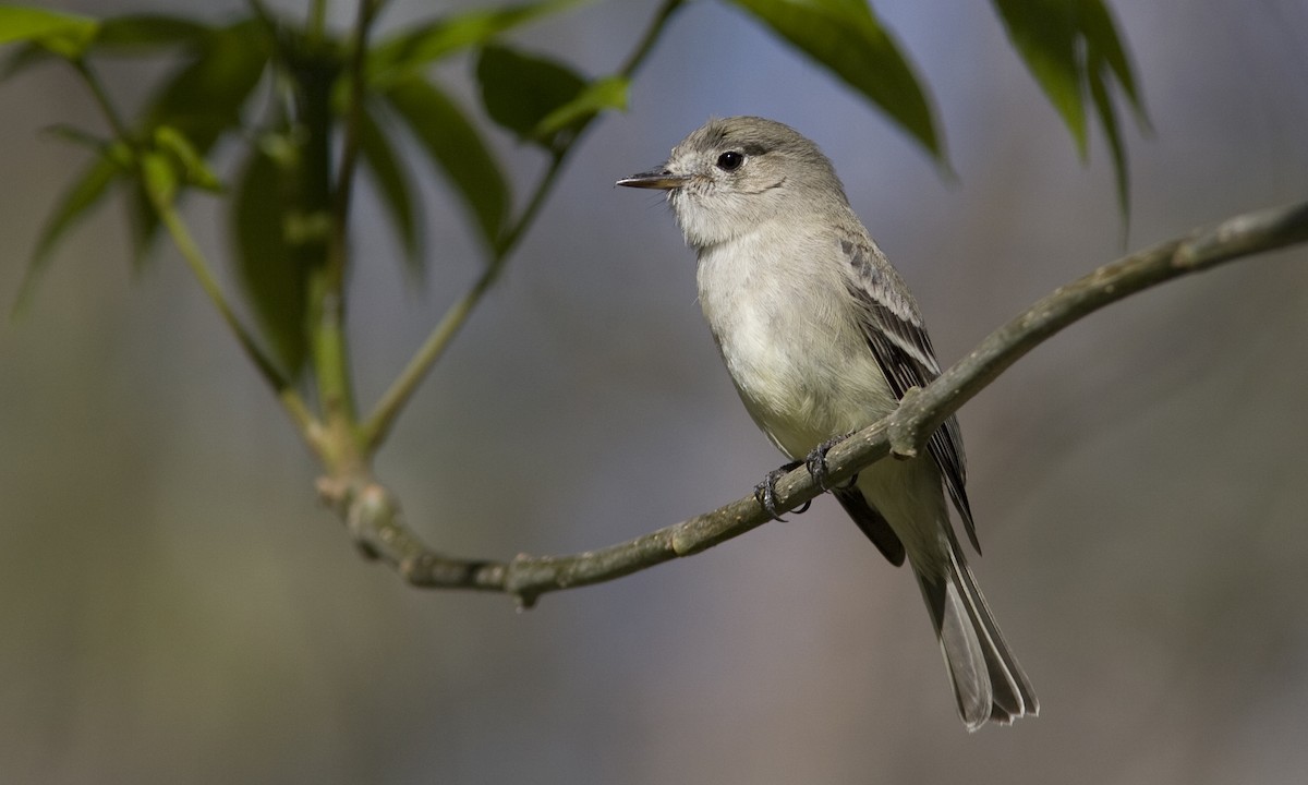 Gray Flycatcher - Brian Sullivan