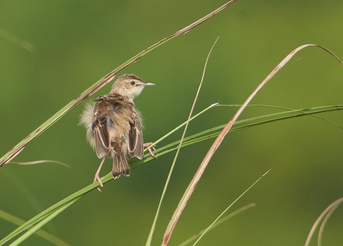 Zitting Cisticola - ML273067521