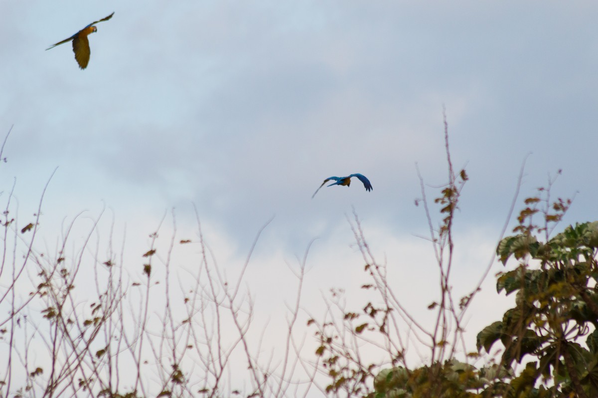 Guacamayo Azuliamarillo - ML273067761