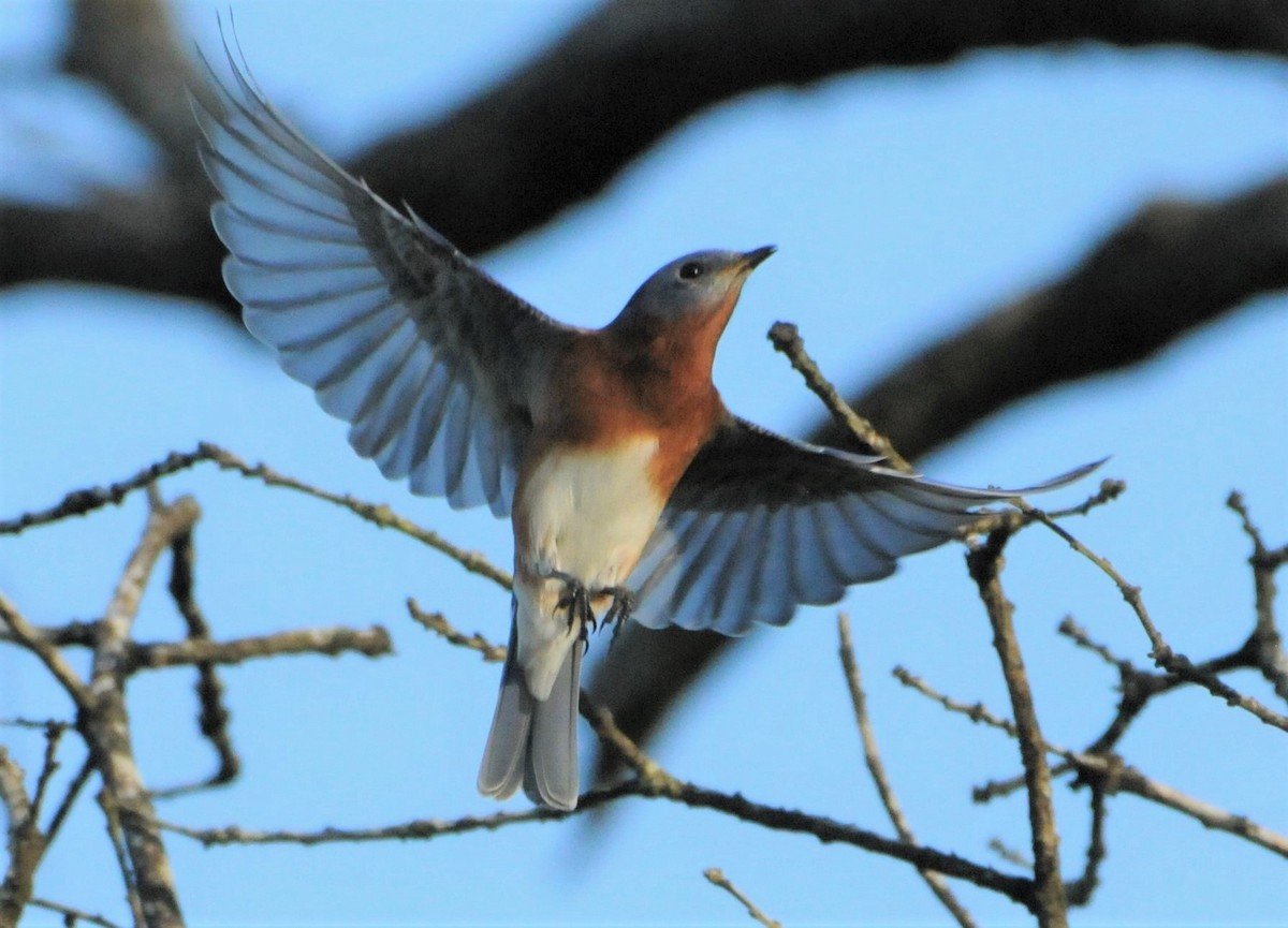 Eastern Bluebird - ML273067971