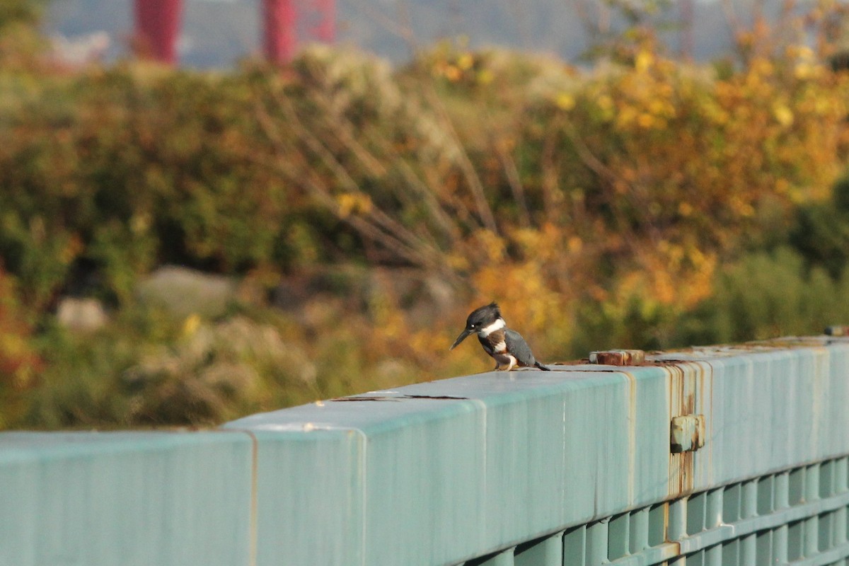 Belted Kingfisher - ML273069951