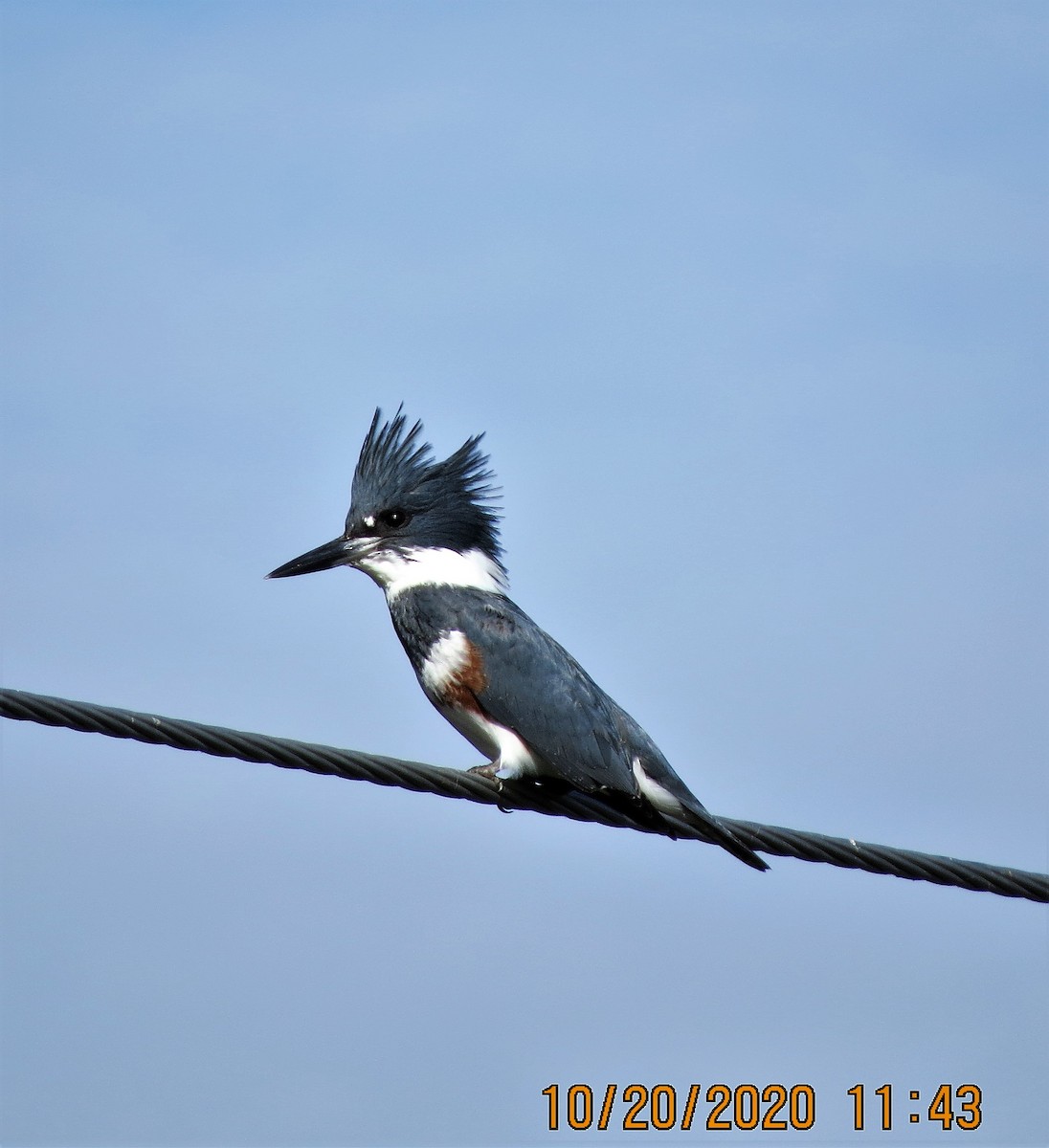 Belted Kingfisher - ML273072381