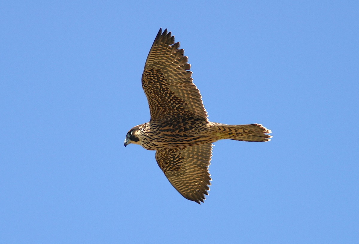 Peregrine Falcon - Jerry Liguori