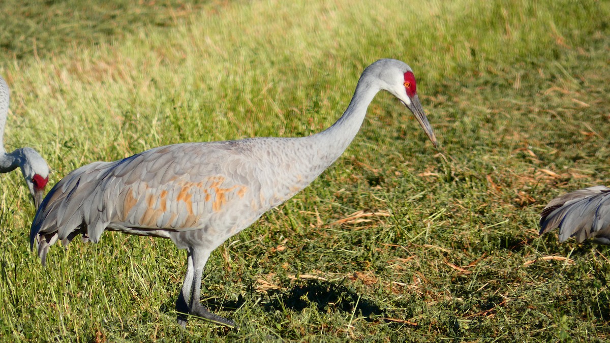 Sandhill Crane - ML273073511