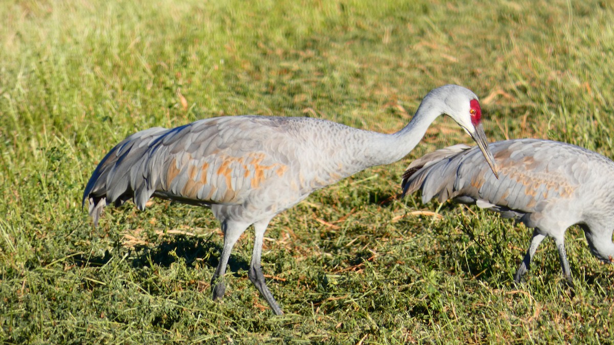 Sandhill Crane - ML273073881