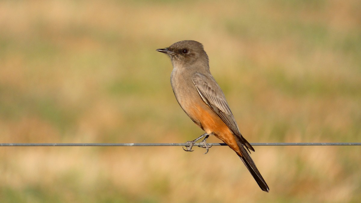 Say's Phoebe - ML273075461