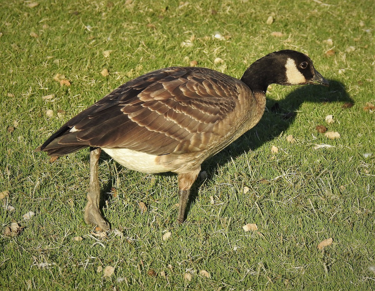 Cackling Goose - Bill Pelletier