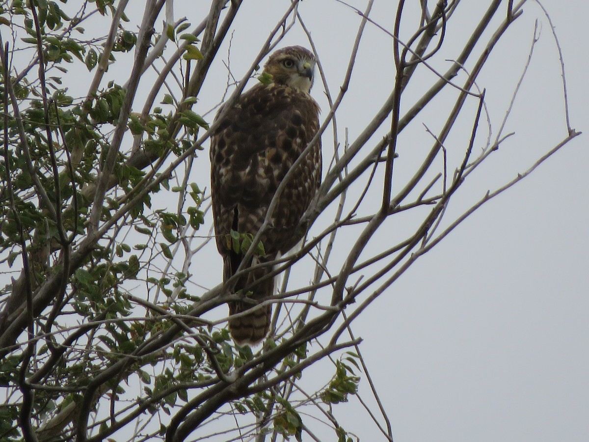 Red-tailed Hawk - ML273075661