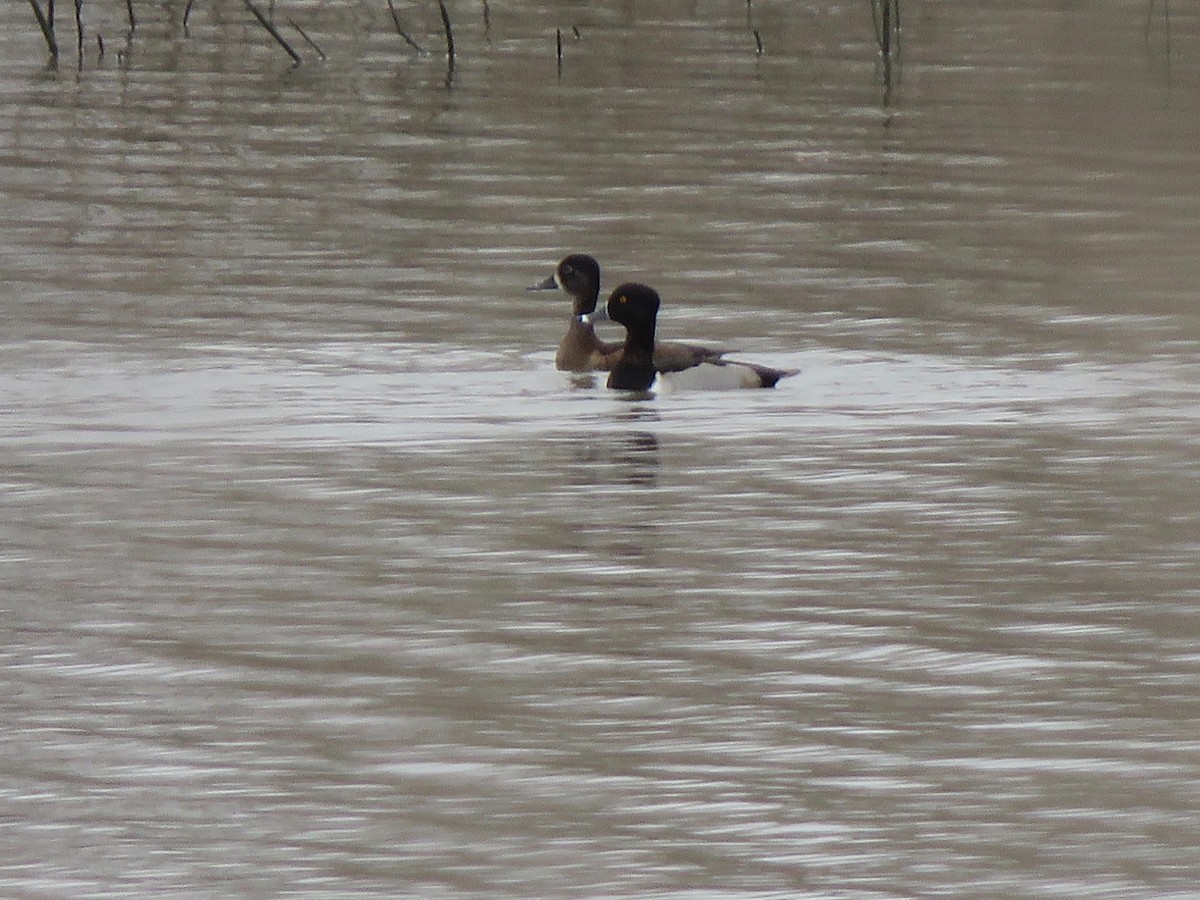 Ring-necked Duck - ML273076321