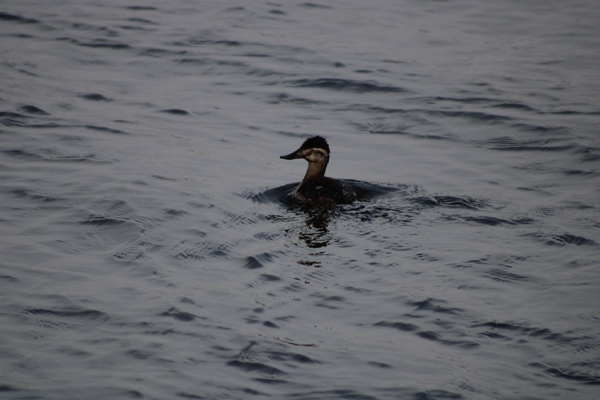 Ruddy Duck - ML273076751