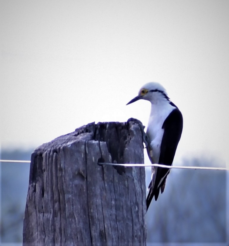 White Woodpecker - ML273078681