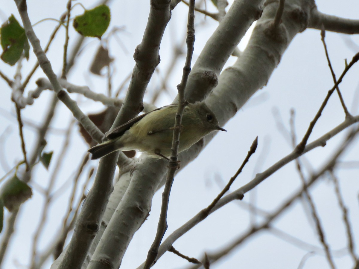 Ruby-crowned Kinglet - ML273079211