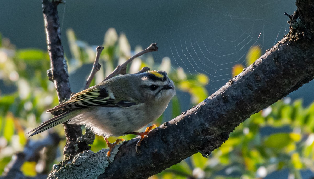 Golden-crowned Kinglet - ML273080601