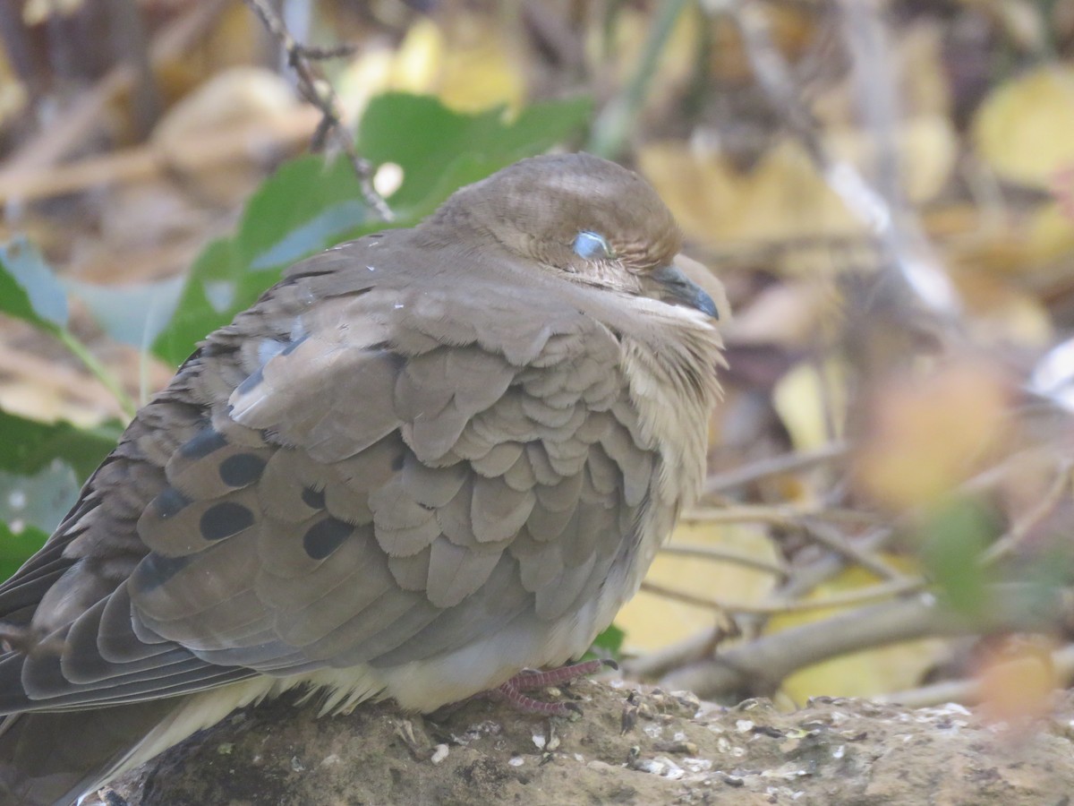 Mourning Dove - Brian Hofstetter