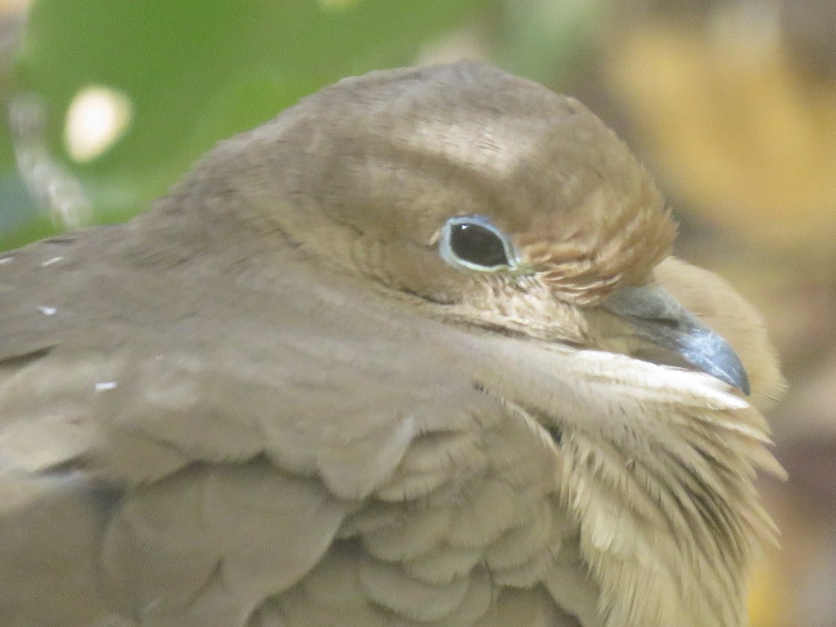 Mourning Dove - Brian Hofstetter