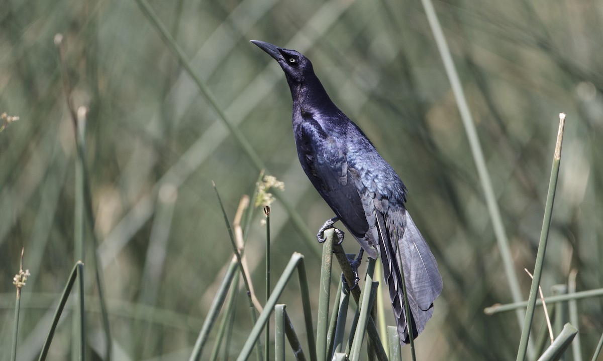 Great-tailed Grackle - ML27308221