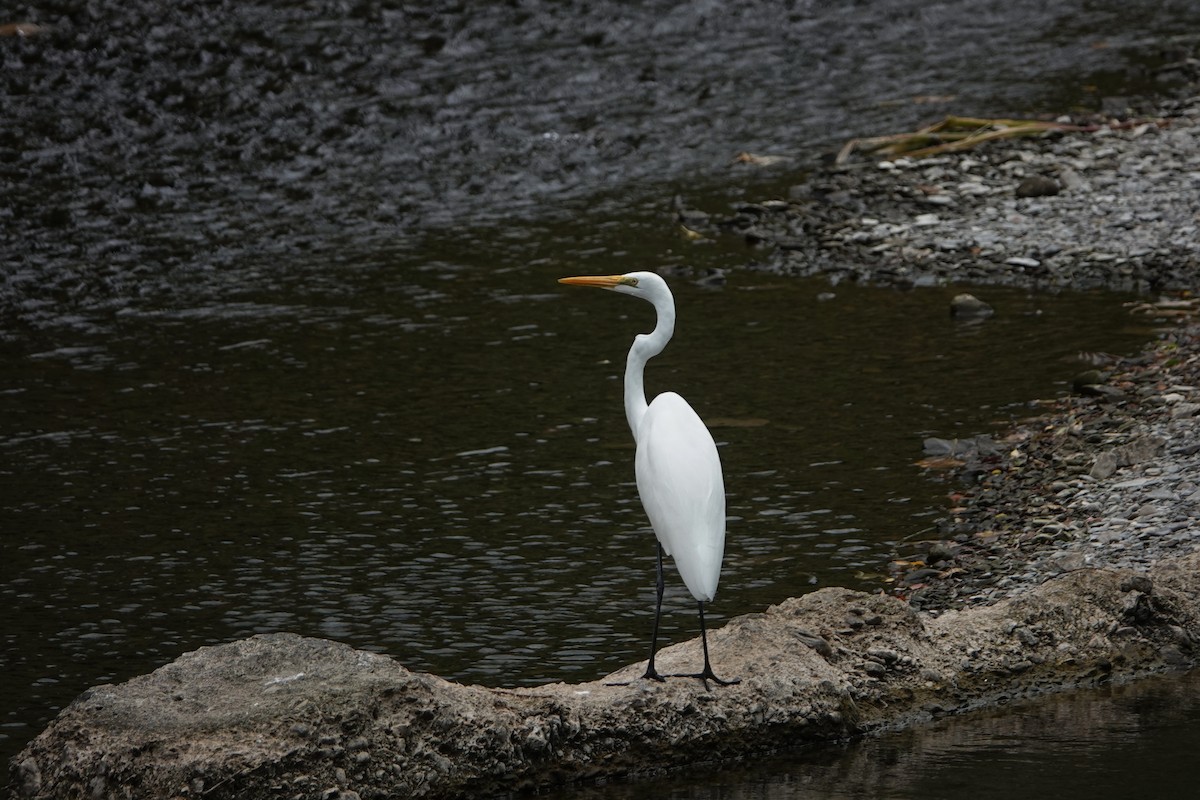 Great Egret - 莉娟 王