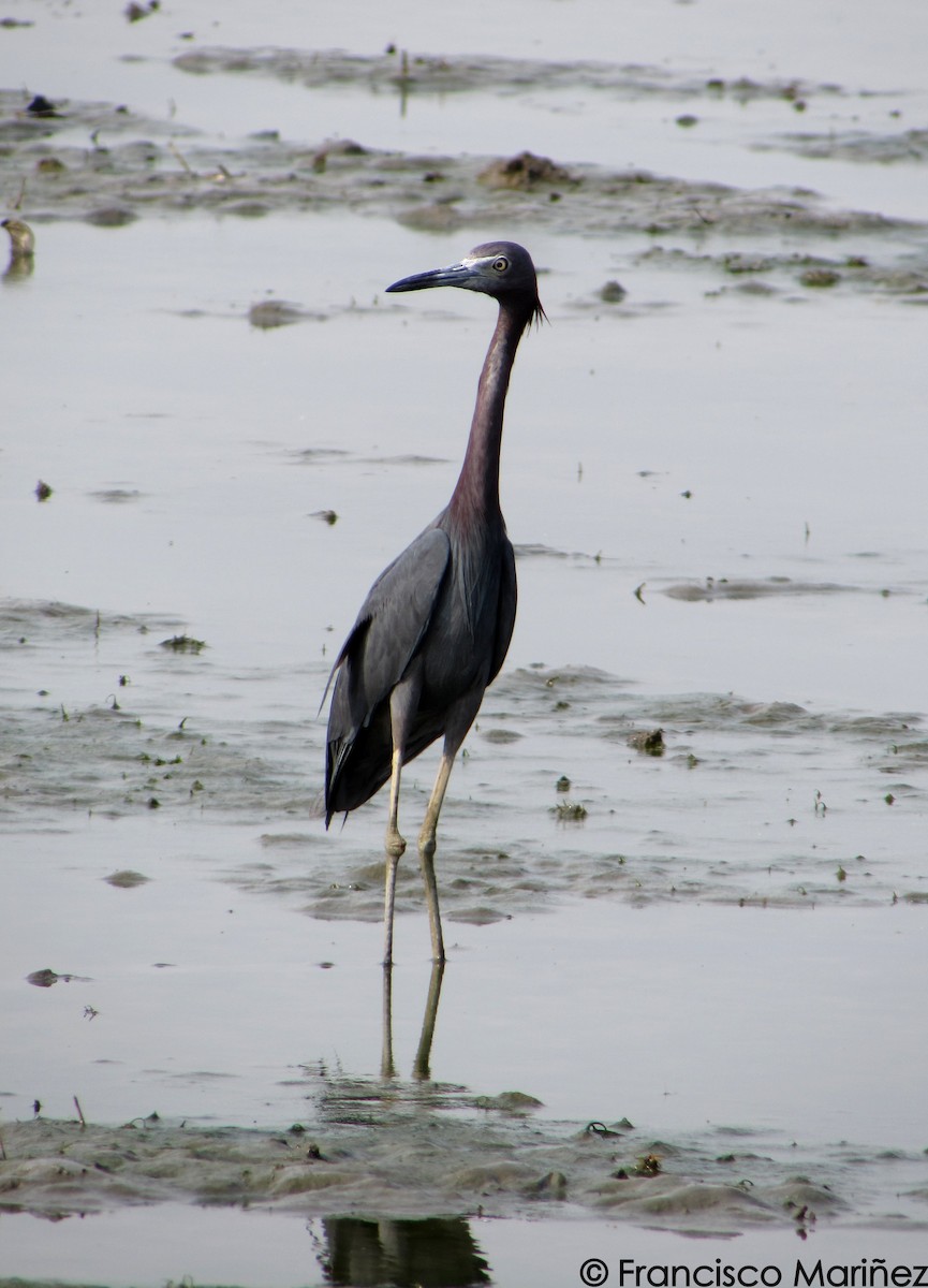 Little Blue Heron - Francisco Mariñez