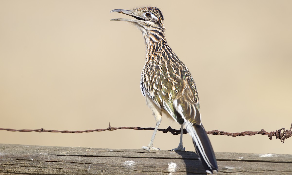 Greater Roadrunner - ML27308361