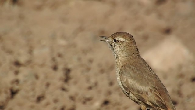 アカバネジカマドドリ - ML273084261