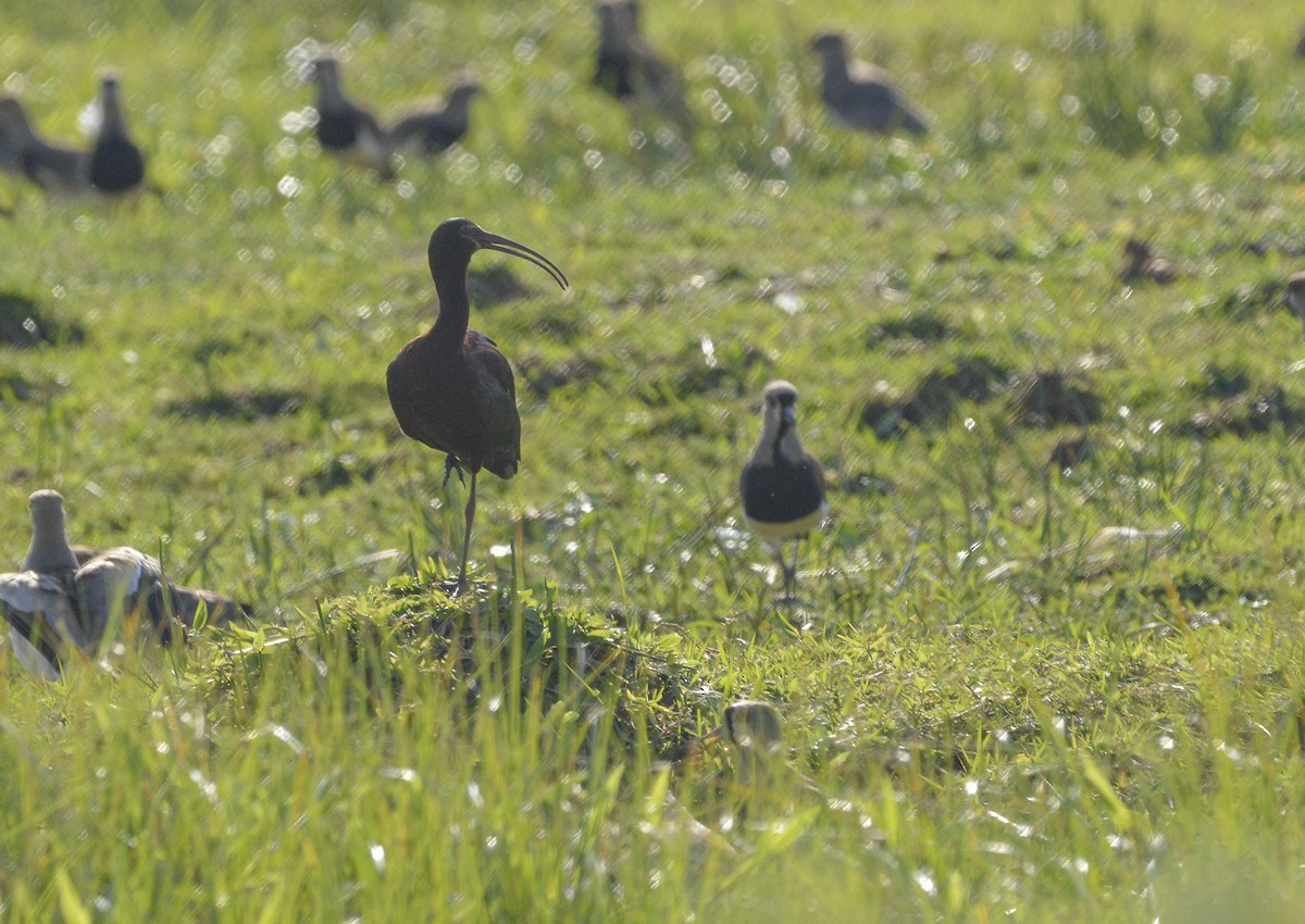 White-faced Ibis - Marco Aurélio GAZZONI