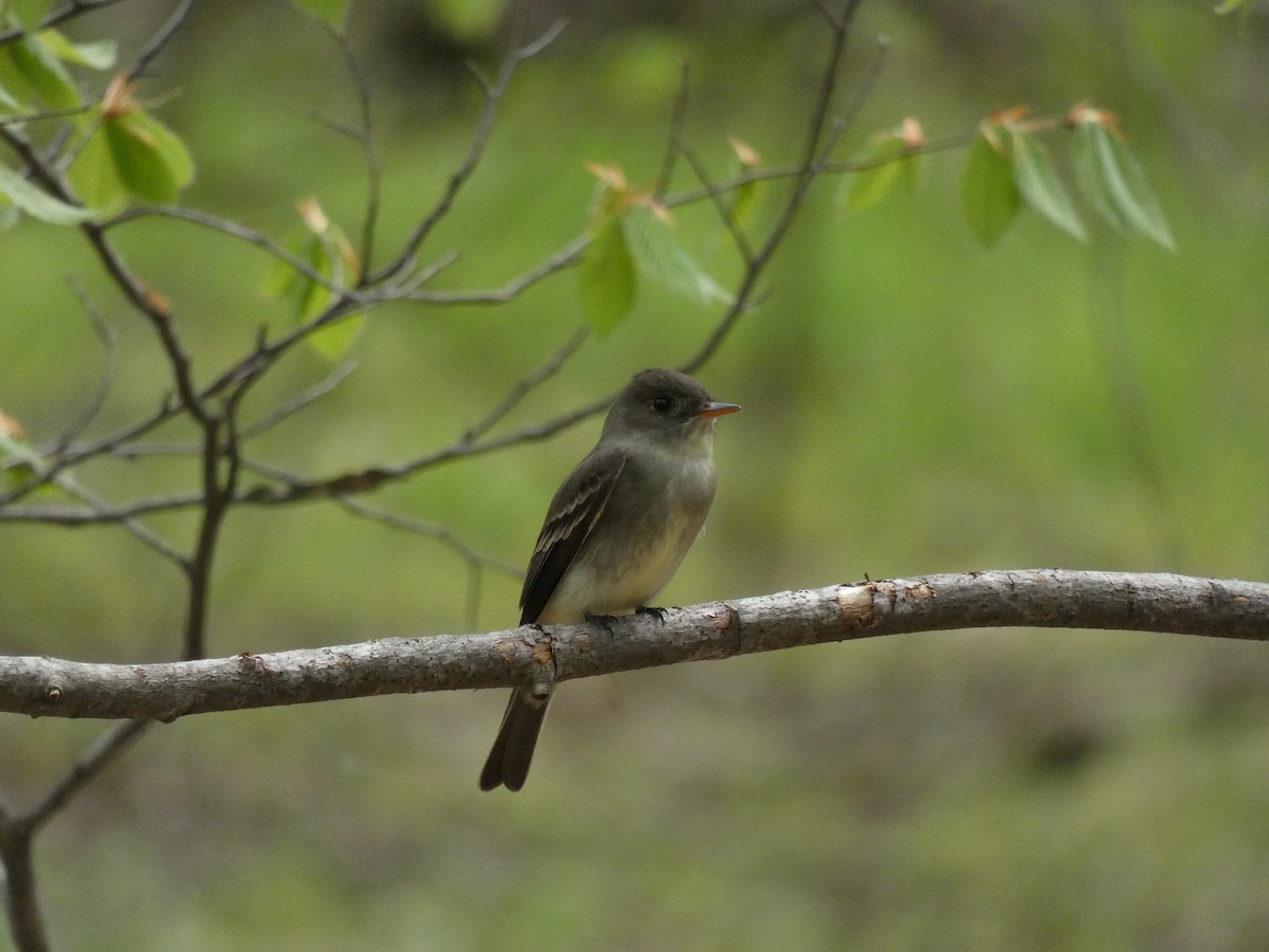 Eastern Wood-Pewee - ML273085881