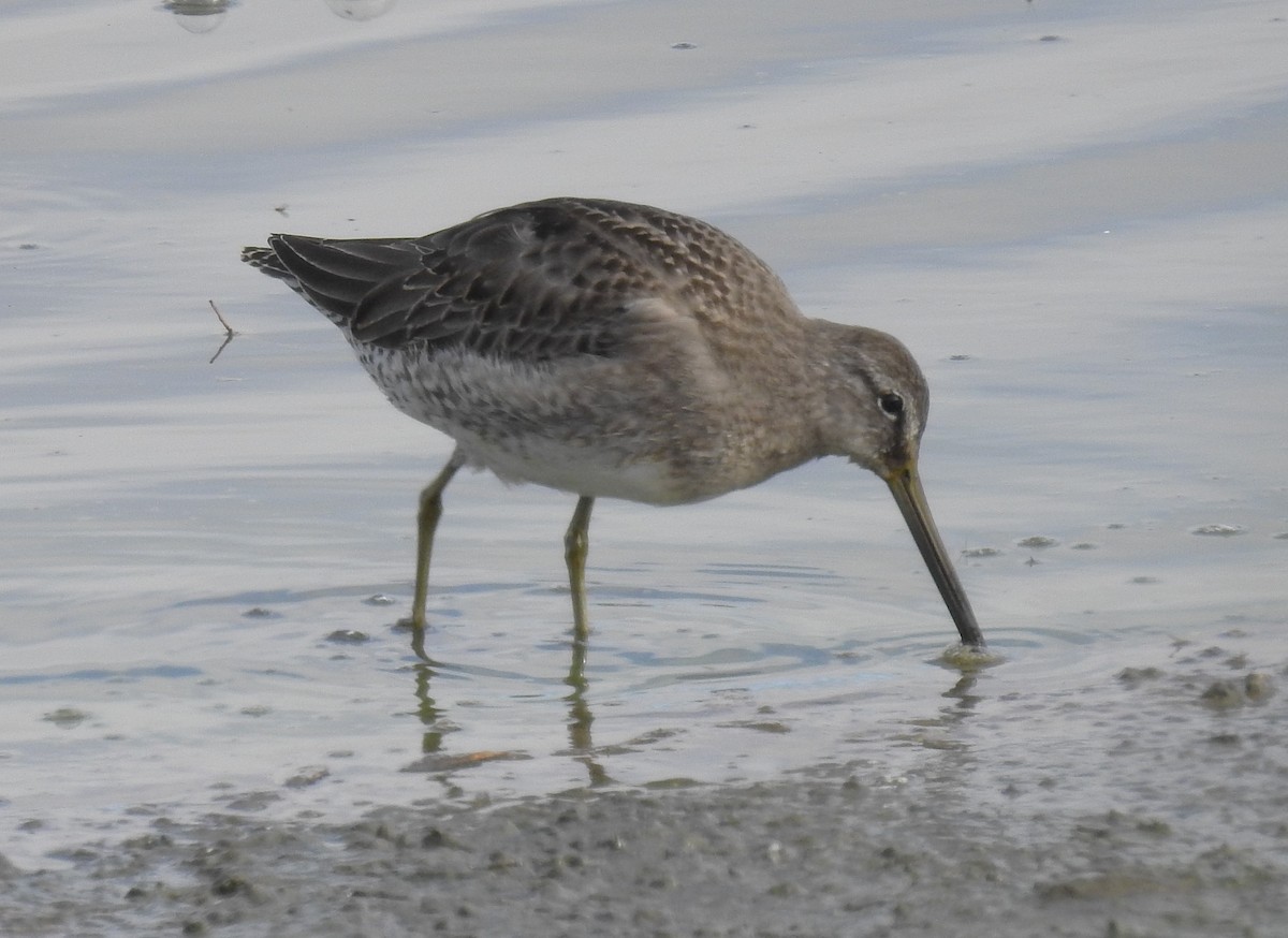 Long-billed Dowitcher - ML273086071