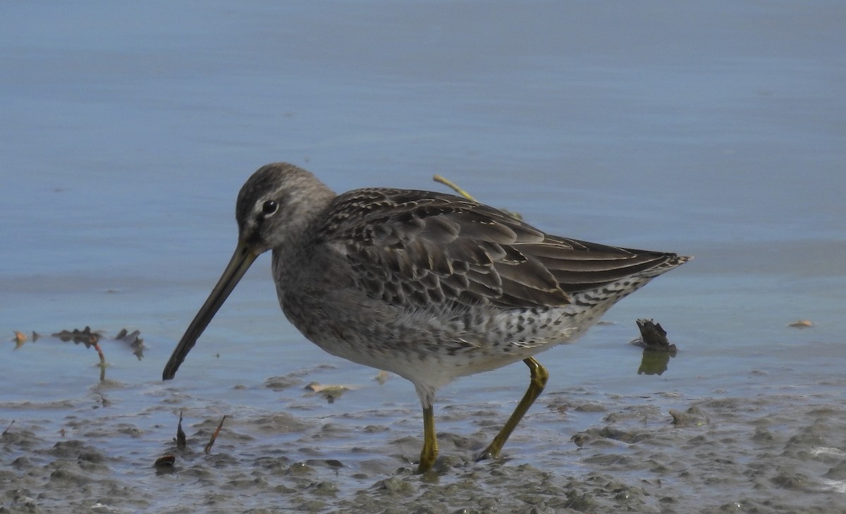 Long-billed Dowitcher - ML273086081