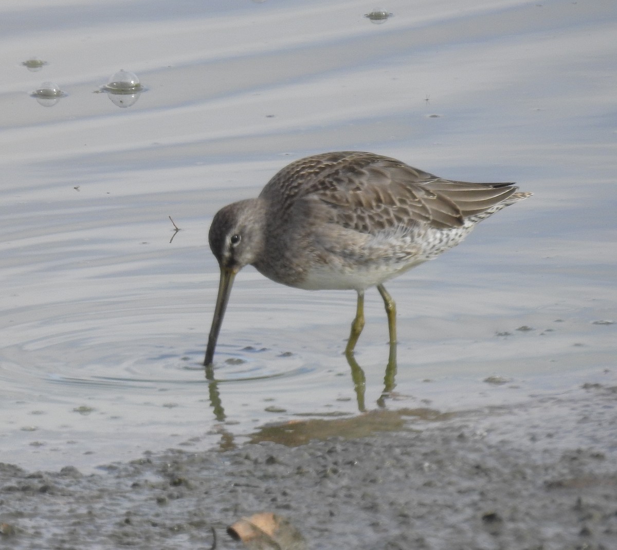 Long-billed Dowitcher - ML273086101