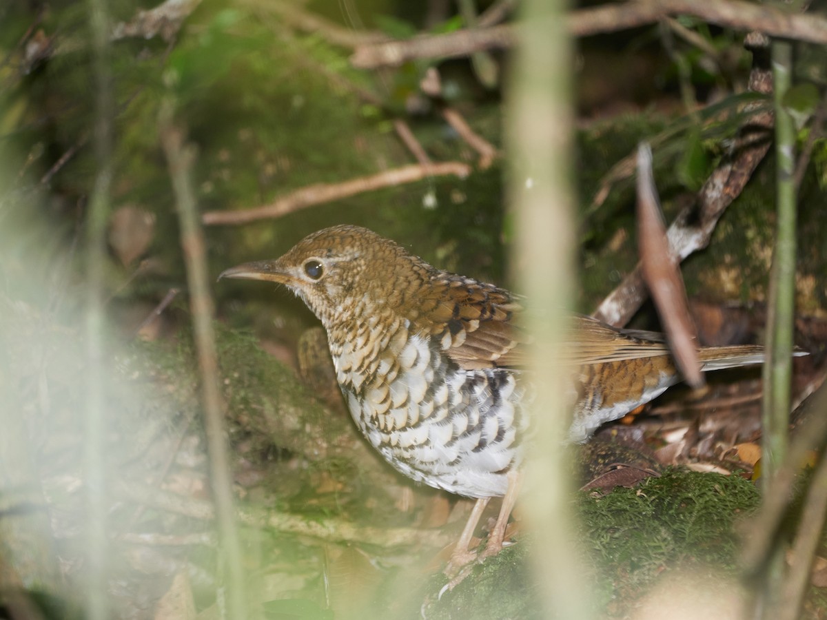 Russet-tailed Thrush - ML273086641