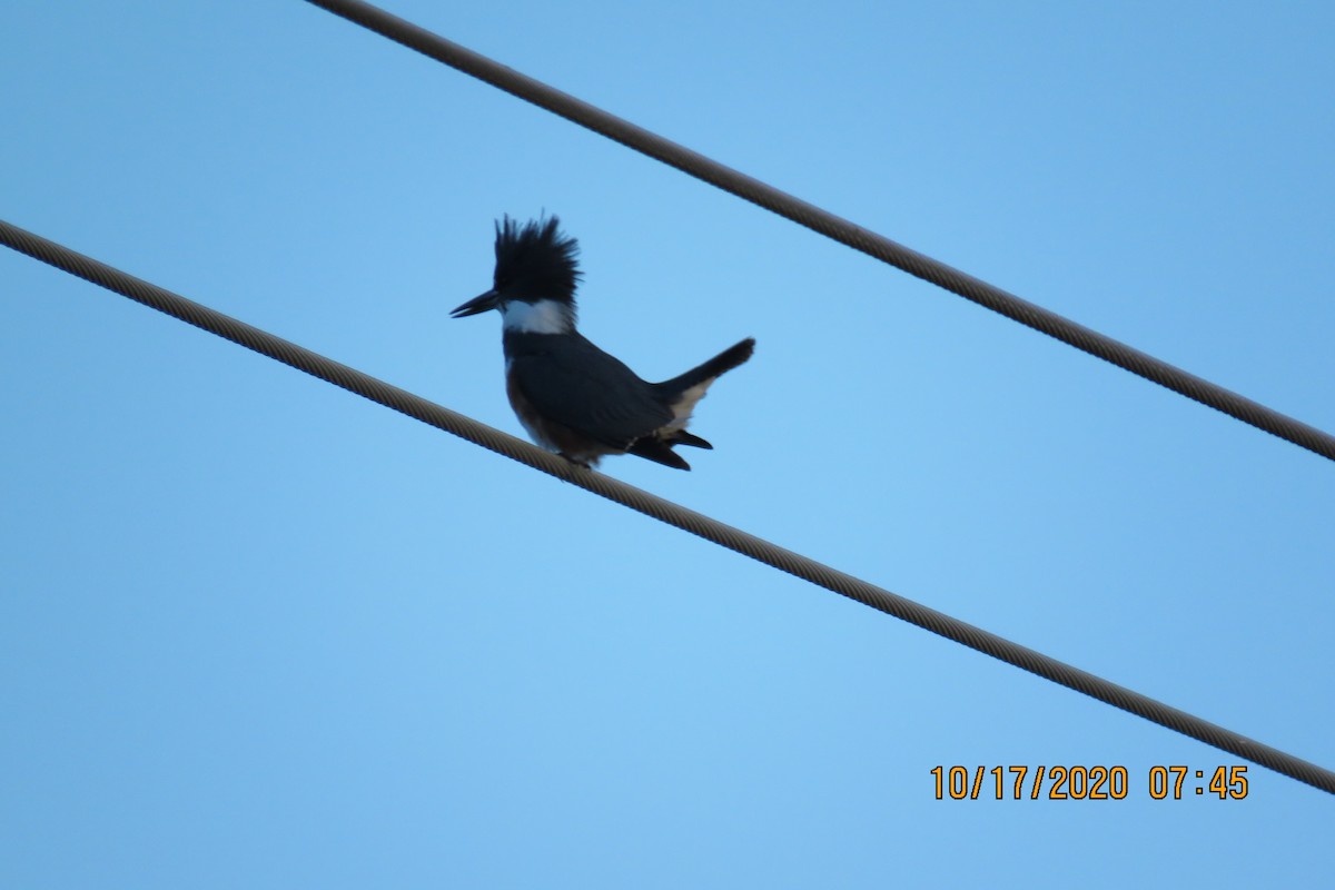Belted Kingfisher - ML273089111