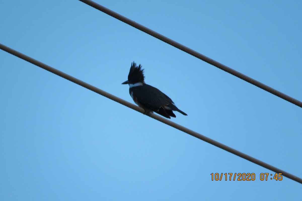 Belted Kingfisher - ML273089121