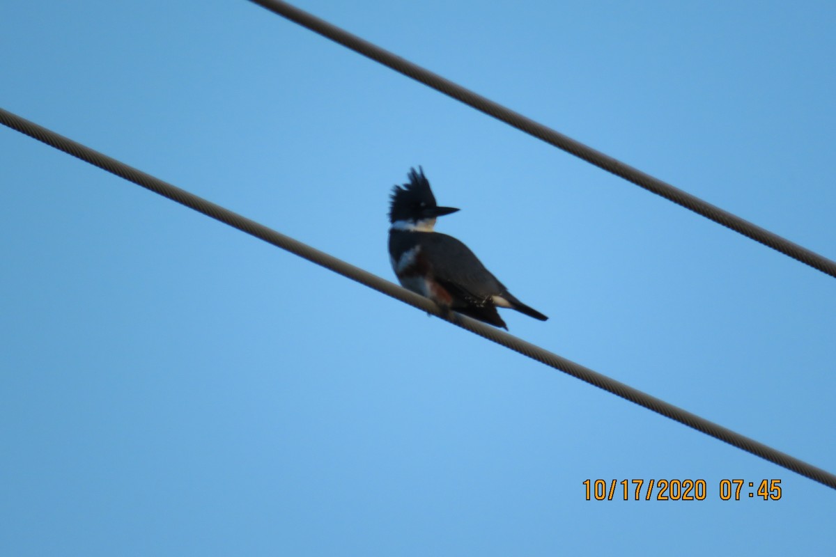 Belted Kingfisher - ML273089181