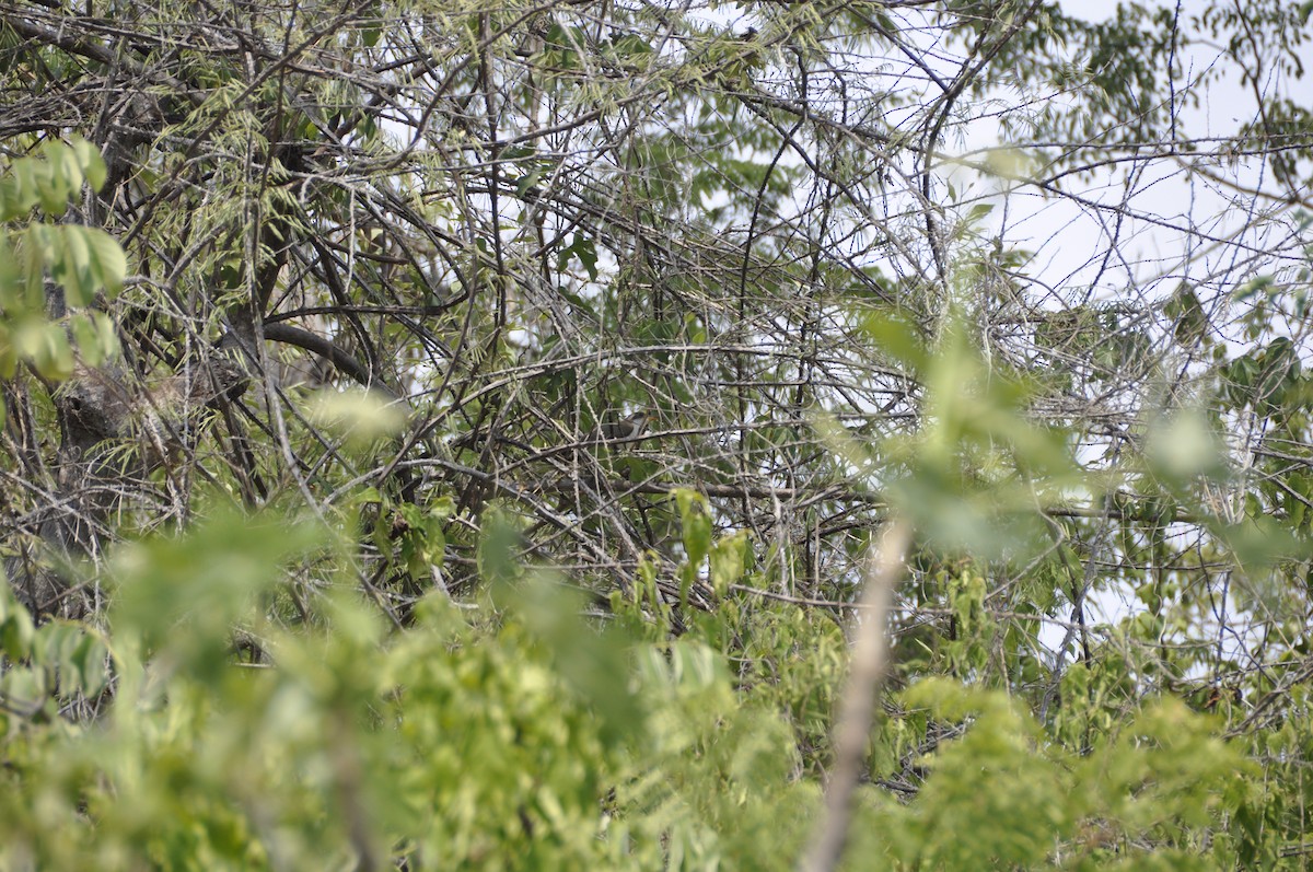 Yellow-billed Cuckoo - ML27308921