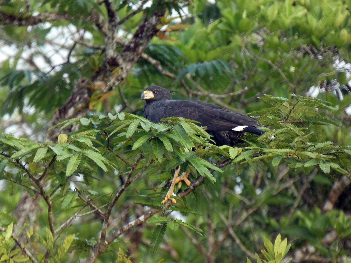 Busardo Urubitinga - ML273090681