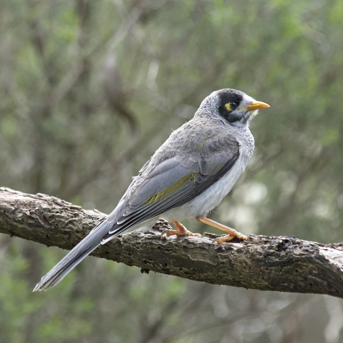 Noisy Miner - ML273091251