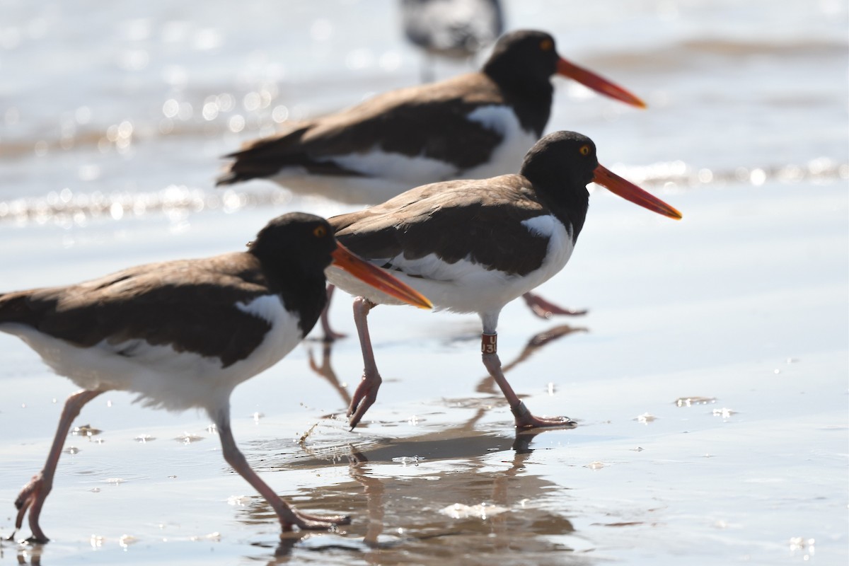 American Oystercatcher - ML273091731