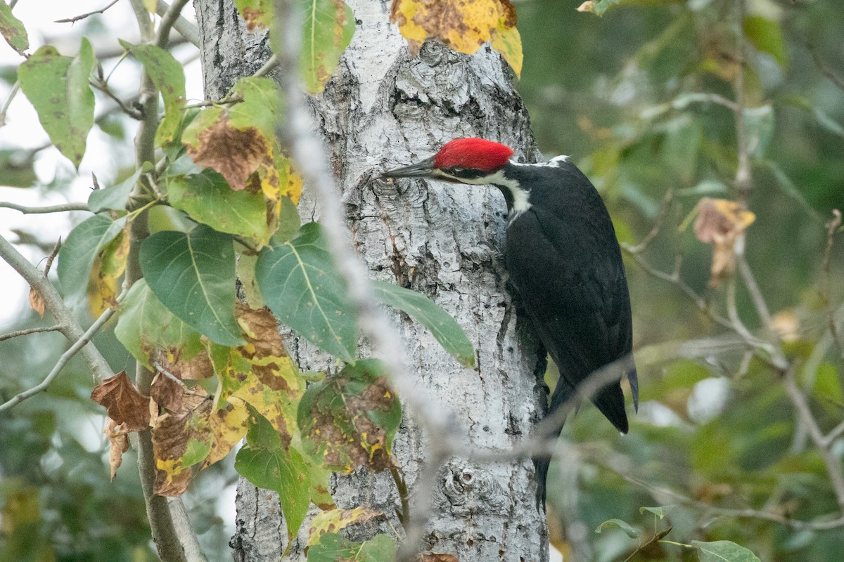 Pileated Woodpecker - ML273093981