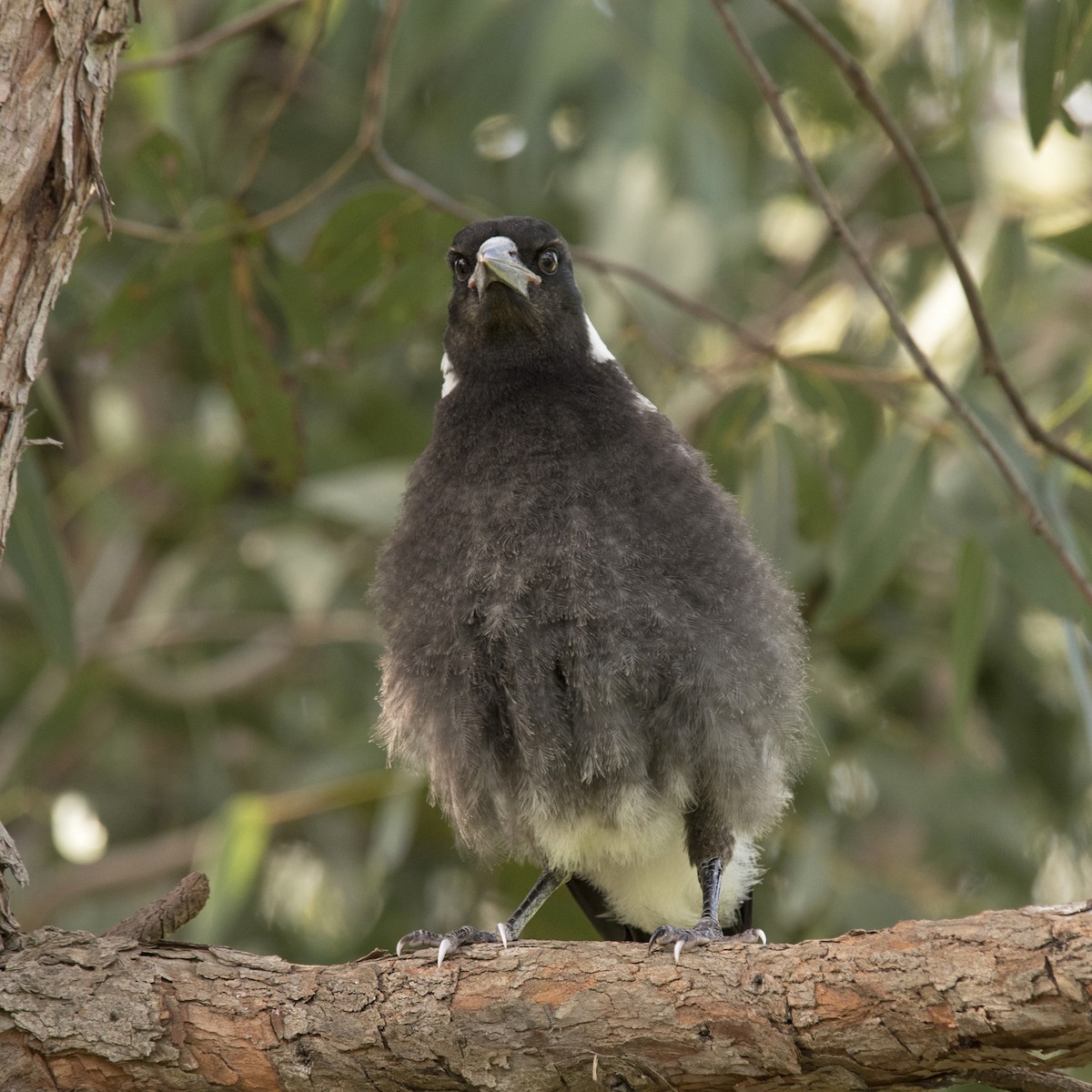 Australian Magpie (White-backed) - ML273095241