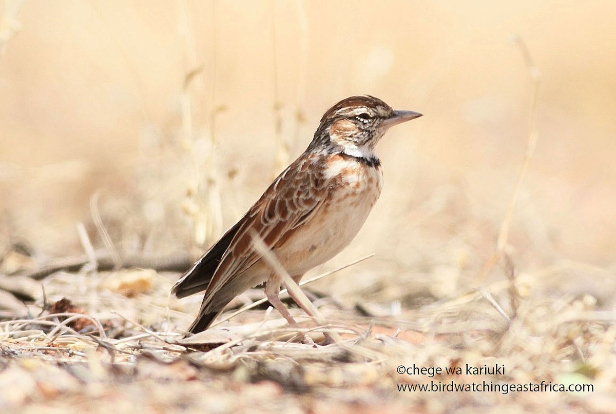 Collared Lark - ML273095381