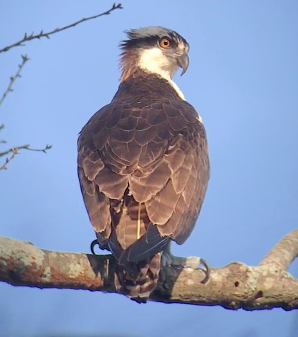 Osprey - Mark McShane