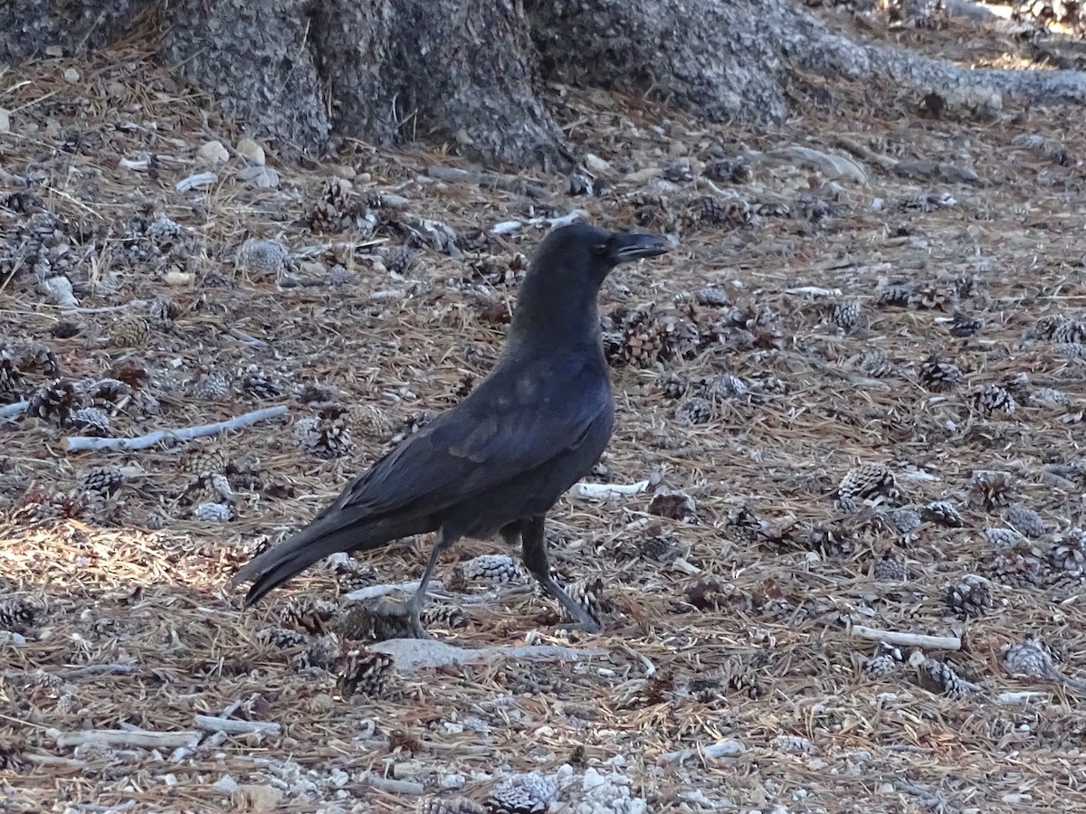 American Crow - ML273096991