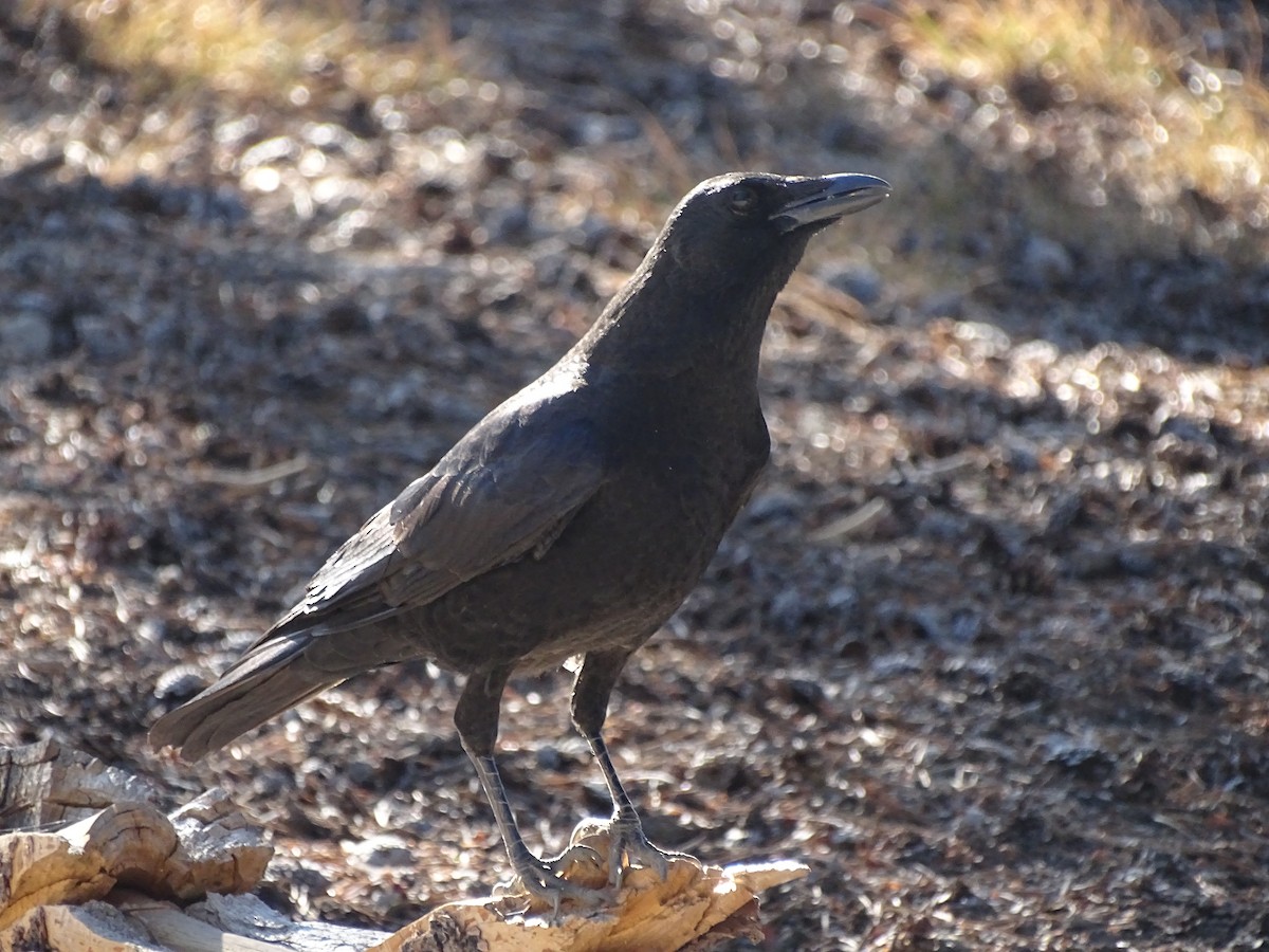 American Crow - ML273097011