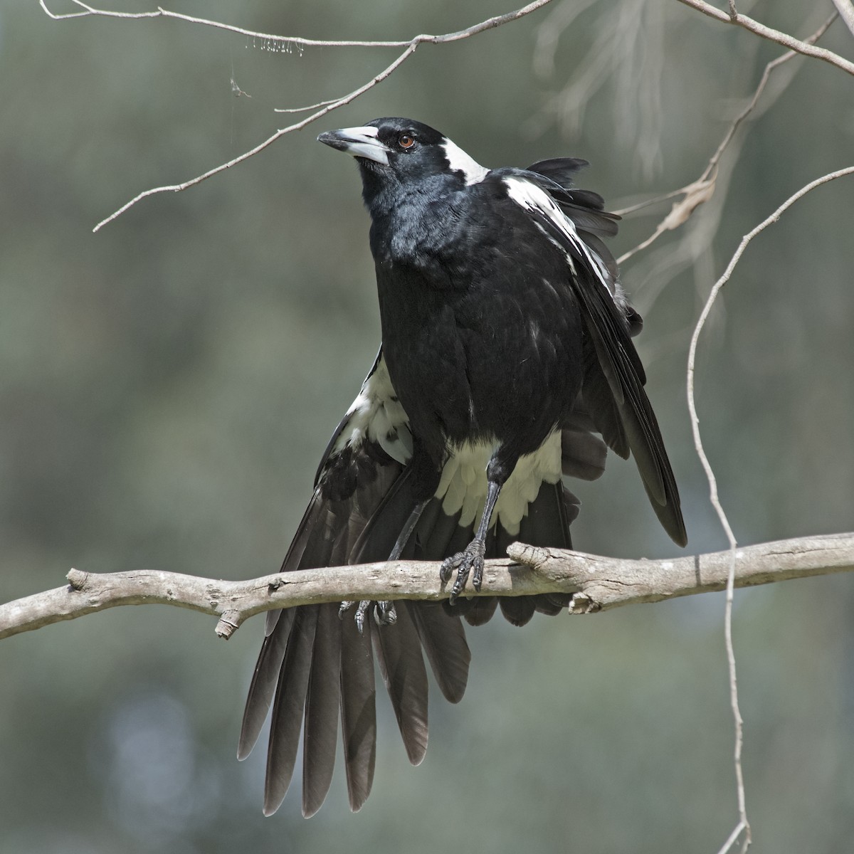 Australian Magpie (White-backed) - ML273097051